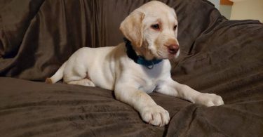 Chocolate and Yellow Lab puppies