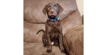 Chocolate and Yellow Lab puppies