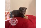 5 English bulldog puppies for sale