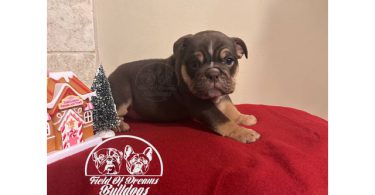 5 English bulldog puppies for sale