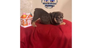 5 English bulldog puppies for sale