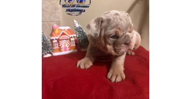 5 English bulldog puppies for sale
