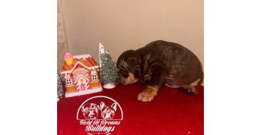 5 English bulldog puppies for sale