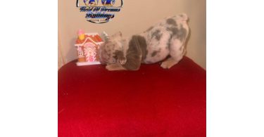 5 English bulldog puppies for sale