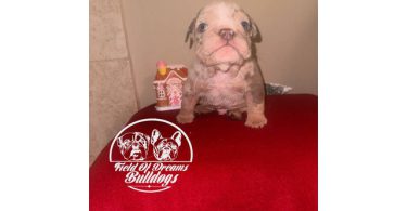 5 English bulldog puppies for sale