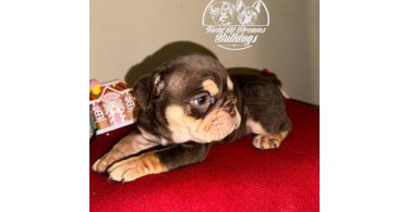 5 English bulldog puppies for sale