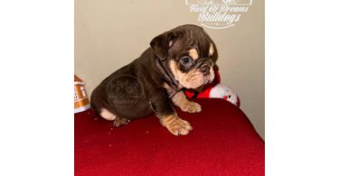 5 English bulldog puppies for sale