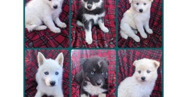 Beautiful blue eyed Pomsky pups