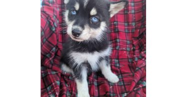 Beautiful blue eyed Pomsky pups