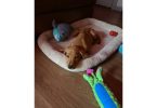 Male Labrador puppy with supplies