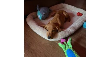 Male Labrador puppy with supplies