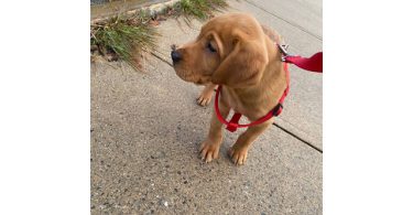 Male Labrador puppy with supplies