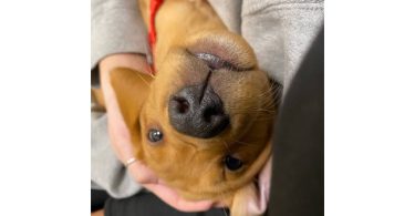 Male Labrador puppy with supplies