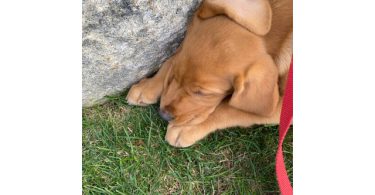 Male Labrador puppy with supplies