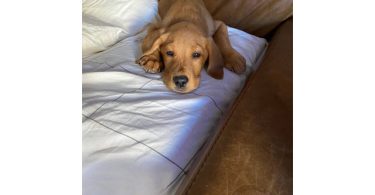 Male Labrador puppy with supplies