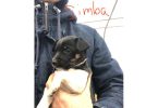 Suki and Simba needs a home