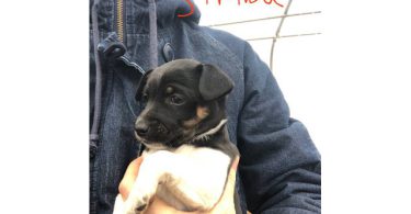 Suki and Simba needs a home