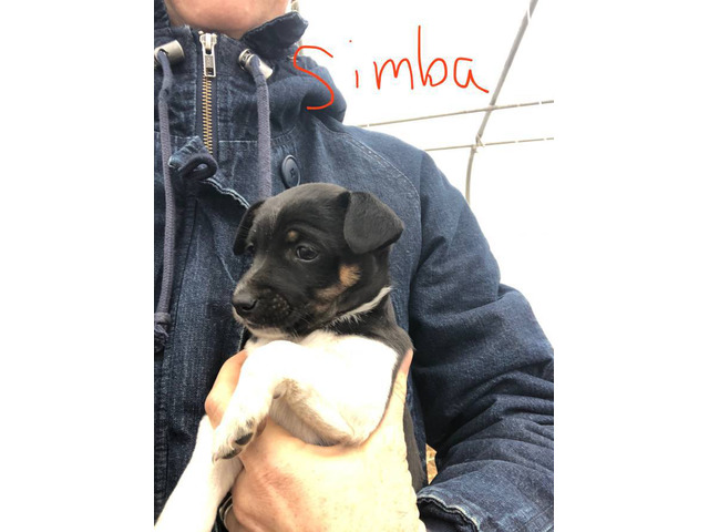 Suki and Simba needs a home