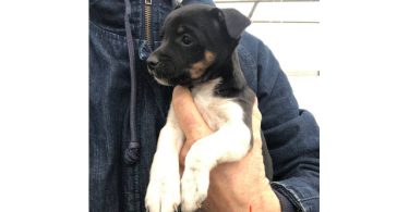 Suki and Simba needs a home