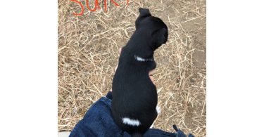 Suki and Simba needs a home