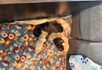 Holiday's Lab puppies