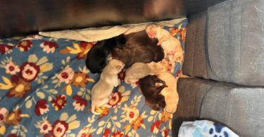 Holiday's Lab puppies