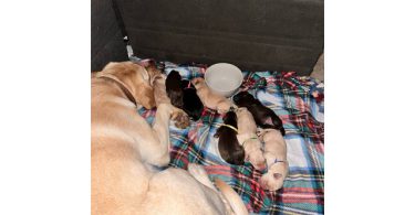 Holiday's Lab puppies