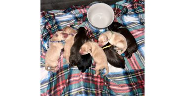 Holiday's Lab puppies