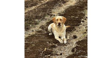 Holiday's Lab puppies