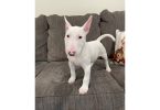 2 Christmas Bull Terrier puppies for sale