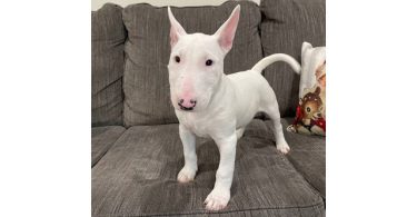 2 Christmas Bull Terrier puppies for sale