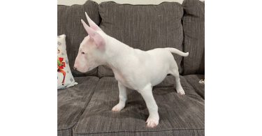 2 Christmas Bull Terrier puppies for sale