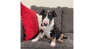2 Christmas Bull Terrier puppies for sale