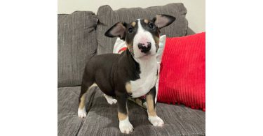 2 Christmas Bull Terrier puppies for sale