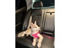 Alaskan Husky Puppy, Nola, Looking for Loving Home