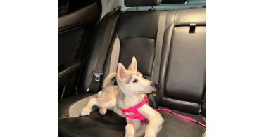 Alaskan Husky Puppy, Nola, Looking for Loving Home