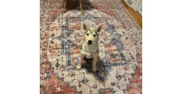 Alaskan Husky Puppy, Nola, Looking for Loving Home