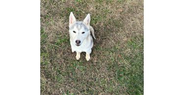 Alaskan Husky Puppy, Nola, Looking for Loving Home
