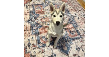 Alaskan Husky Puppy, Nola, Looking for Loving Home