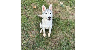 Alaskan Husky Puppy, Nola, Looking for Loving Home