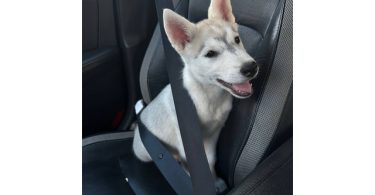Alaskan Husky Puppy, Nola, Looking for Loving Home