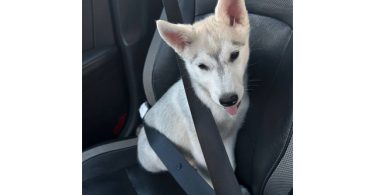 Alaskan Husky Puppy, Nola, Looking for Loving Home
