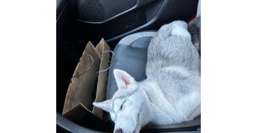 Alaskan Husky Puppy, Nola, Looking for Loving Home