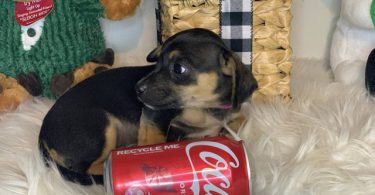 10 weeks old Chiweenie babies