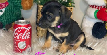 10 weeks old Chiweenie babies