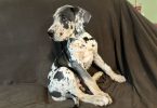 2 AKC Great Dane puppies for sale