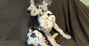 2 AKC Great Dane puppies for sale