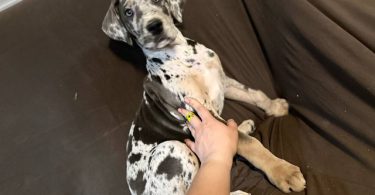 2 AKC Great Dane puppies for sale