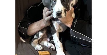 2 AKC Great Dane puppies for sale