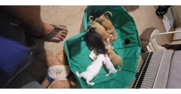 Chihuahua terrier cross puppies